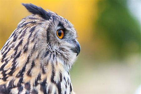 European or Eurasian Eagle Owl, Bubo Bubo, with big orange eyes Stock Photo - Budget Royalty-Free & Subscription, Code: 400-08430068