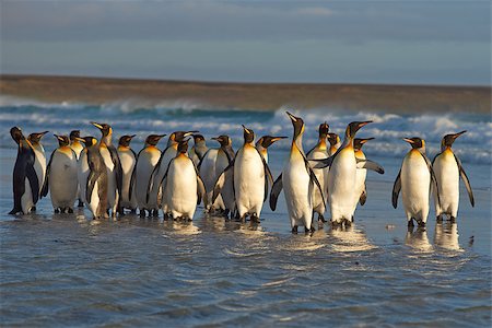 simsearch:862-03736690,k - Large group of King Penguins (Aptenodytes patagonicus) come ashore at Volunteer Point in the Falkland Islands. Stock Photo - Budget Royalty-Free & Subscription, Code: 400-08430084