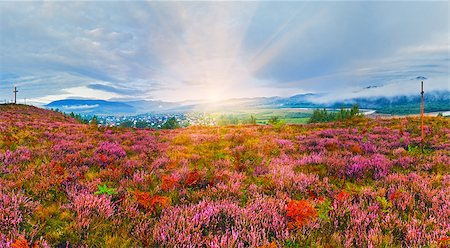 simsearch:400-05243959,k - September sunrise country foothills panorama with heather flowers, wooden cross and sunshine (Lviv Oblast, Ukraine) Stock Photo - Budget Royalty-Free & Subscription, Code: 400-08430468