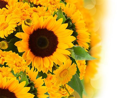 simsearch:400-08131611,k - fresh sunflowers and marigold flowers border isolated on white background Stock Photo - Budget Royalty-Free & Subscription, Code: 400-08430492