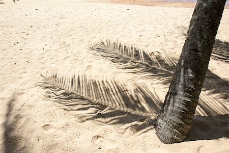 simsearch:400-05892265,k - Palm tree shadows on sand of tropical beach Stock Photo - Budget Royalty-Free & Subscription, Code: 400-08430598