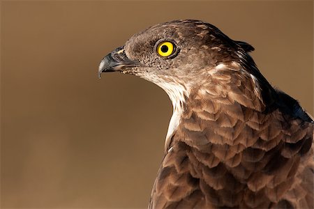 simsearch:400-08407796,k - Portrait of European honey buzzard Foto de stock - Royalty-Free Super Valor e Assinatura, Número: 400-08430640