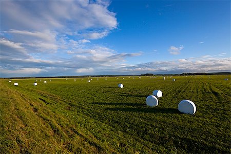 the grass packed into bales for feeding animal in a winter season Stock Photo - Budget Royalty-Free & Subscription, Code: 400-08430905