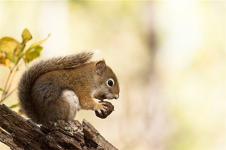 simsearch:400-07817825,k - Squirrel eating a nut in Grand Teton National Park Stock Photo - Budget Royalty-Free & Subscription, Code: 400-08430921