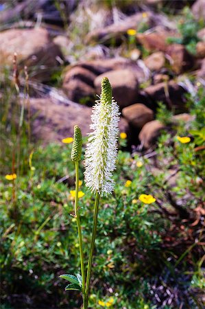 Two green plants, one mostly covered in thin white petals, and the other bare, against rocks in background. Fotografie stock - Microstock e Abbonamento, Codice: 400-08430975