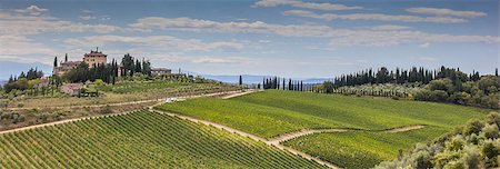 Panorama of a typical Tuscan vineyard in Italy Stock Photo - Budget Royalty-Free & Subscription, Code: 400-08431270