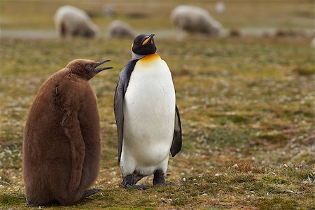 simsearch:400-08430082,k - Adult King Penguin (Aptenodytes patagonicus) interacting with nearly fully grown and hungry chick at Volunteer Point in the Falkland Islands. Foto de stock - Super Valor sin royalties y Suscripción, Código: 400-08431310
