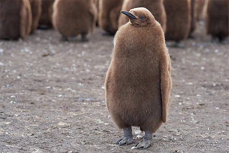 simsearch:400-08430082,k - Young King Penguin (Aptenodytes patagonicus) covered in brown fluffy down at Volunteer Point in the Falkland Islands. Foto de stock - Super Valor sin royalties y Suscripción, Código: 400-08431311