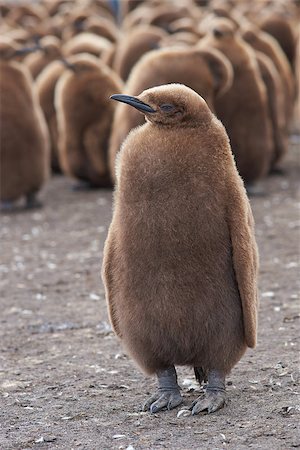 simsearch:400-08430082,k - Young King Penguin (Aptenodytes patagonicus) covered in brown fluffy down at Volunteer Point in the Falkland Islands. Foto de stock - Super Valor sin royalties y Suscripción, Código: 400-08431312