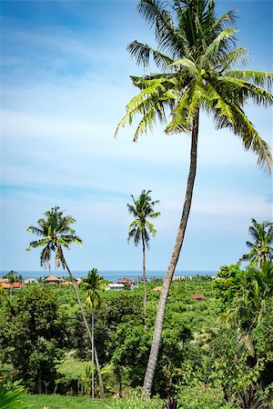 simsearch:879-09100530,k - An image of palm trees in northern Bali Photographie de stock - Aubaine LD & Abonnement, Code: 400-08431379
