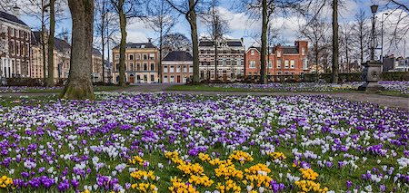 simsearch:400-08432432,k - Panorama of colorful crocuses at the Ossenmarkt in Groningen, Netherlands Fotografie stock - Microstock e Abbonamento, Codice: 400-08431864