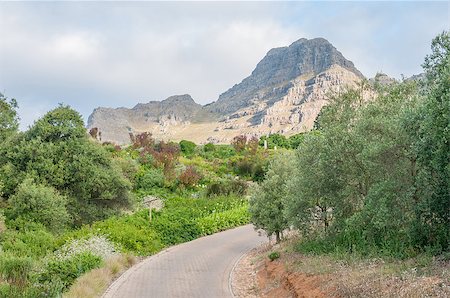 View of a garden near Stellenbosch in the Western Cape Province of South Africa. The Helderberg (Clear Mountain) mountain is in the background Photographie de stock - Aubaine LD & Abonnement, Code: 400-08431946