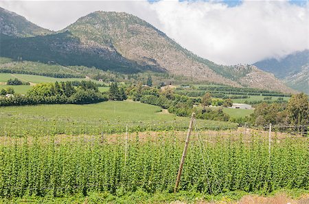 simsearch:400-08314022,k - Hops growing along the national road N9 above the Outeniqua Pass between Gerge and Oudtshoorn Stock Photo - Budget Royalty-Free & Subscription, Code: 400-08431950