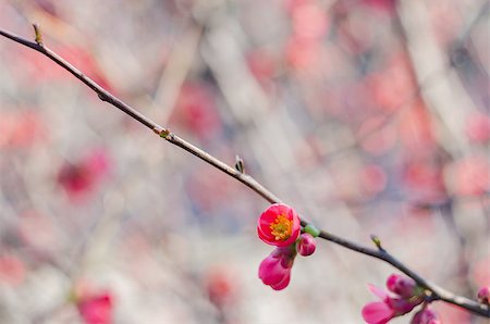 simsearch:400-04961750,k - Blossom tree over nature background. Spring flowers.Spring Background Photographie de stock - Aubaine LD & Abonnement, Code: 400-08431963