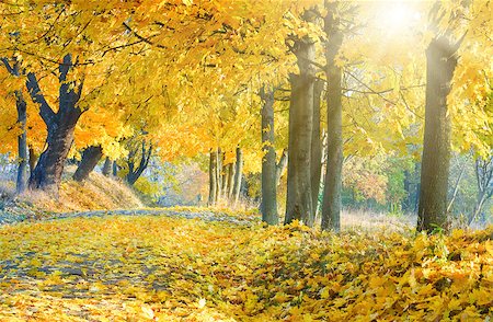 simsearch:400-07255480,k - autumn maple trees in autumn city park Stock Photo - Budget Royalty-Free & Subscription, Code: 400-08431989