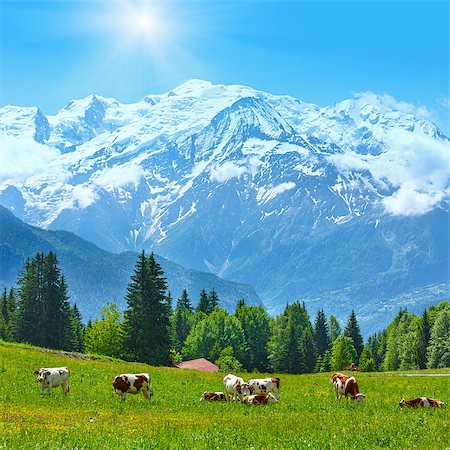 snow mountain cow - Herd cows on blossoming glade and Mont Blanc mountain massif (Chamonix valley, France, view from Plaine Joux outskirts). Stock Photo - Budget Royalty-Free & Subscription, Code: 400-08432005