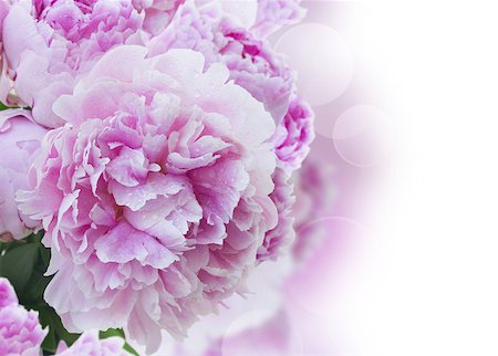 peony art - border of blooming pink  peonies close up  isolated on white background Stock Photo - Budget Royalty-Free & Subscription, Code: 400-08432222