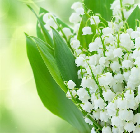 simsearch:400-07656811,k - lilly of the valley flowers close up on green bokeh  background Photographie de stock - Aubaine LD & Abonnement, Code: 400-08432223