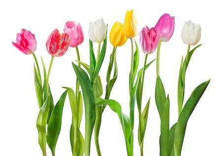 smelling tulip - Beautiful tulip flowers isolated on white backgrounf Stock Photo - Budget Royalty-Free & Subscription, Code: 400-08432341