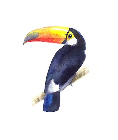 dirt smear - Bright watercolor Toucan bird on white background Foto de stock - Super Valor sin royalties y Suscripción, Código: 400-08432448