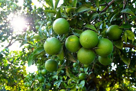 simsearch:400-04904209,k - Orange tree with unripe fresh oranges on the plantation. Selective focus Photographie de stock - Aubaine LD & Abonnement, Code: 400-08432523