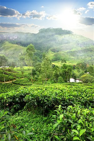 simsearch:400-07124005,k - Fields of tea in mountain of Nuwara Eliya, Sri Lanka Stockbilder - Microstock & Abonnement, Bildnummer: 400-08432795