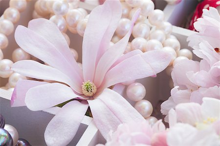 simsearch:670-06450369,k - magnolia  flowers with pearls and vintage lace Photographie de stock - Aubaine LD & Abonnement, Code: 400-08432797