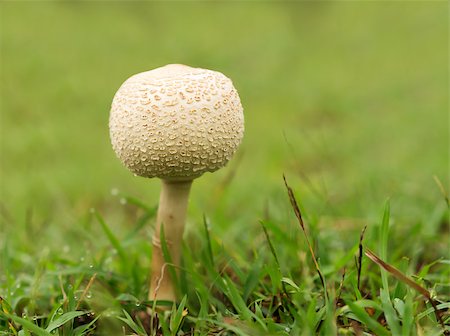 sherjaca (artist) - Australia, Queensland new young mushroom growing through wet green grass Foto de stock - Royalty-Free Super Valor e Assinatura, Número: 400-08432900