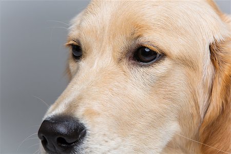 simsearch:400-04361715,k - Closeup shote of young beautiul golden retriever dog face and eyes. Over grey background. Foto de stock - Royalty-Free Super Valor e Assinatura, Número: 400-08432985