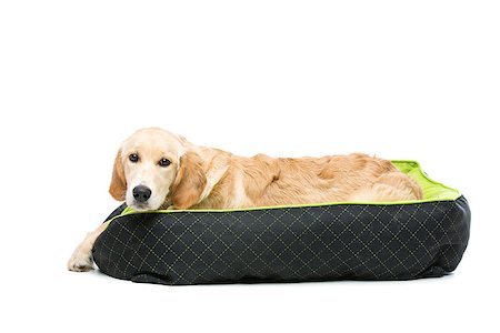 simsearch:400-04361715,k - Young beautiul golden retriever dog lying on green puppy pillow. Isolated over white background. Copy space. Fotografie stock - Microstock e Abbonamento, Codice: 400-08432982