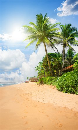 simsearch:400-06064328,k - Sandy beach with big green palm trees Stockbilder - Microstock & Abonnement, Bildnummer: 400-08433086