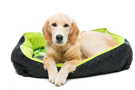 simsearch:400-04361715,k - Young beautiul golden retriever dog lying on green puppy pillow. Isolated over white background. Copy space. Fotografie stock - Microstock e Abbonamento, Codice: 400-08433120