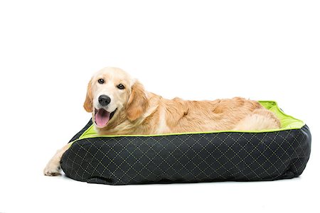 simsearch:400-04361715,k - Young beautiul golden retriever dog lying on green puppy pillow. Isolated over white background. Copy space. Fotografie stock - Microstock e Abbonamento, Codice: 400-08433121