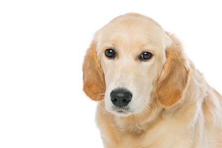 simsearch:400-04361715,k - Young beautiul golden retriever dog sitting. Isolated over white background. Copy space. Fotografie stock - Microstock e Abbonamento, Codice: 400-08433122