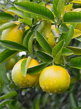 japanese yuzu citrus fruit tree Foto de stock - Super Valor sin royalties y Suscripción, Código: 400-08433438