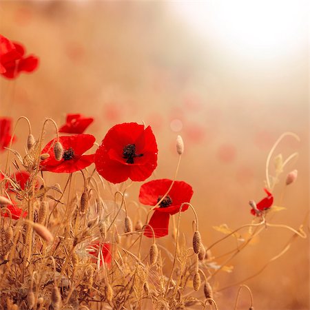 Field of poppies with brown and red colors and sun flares, nature background. Foto de stock - Royalty-Free Super Valor e Assinatura, Número: 400-08433629