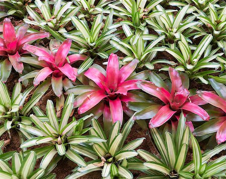 Small red bromeliad in the ornamental plants field of the botanical green. Foto de stock - Royalty-Free Super Valor e Assinatura, Número: 400-08433745