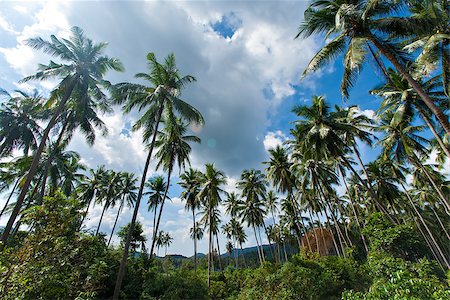 simsearch:400-06695001,k - branches of coconut palms under blue sky. Foto de stock - Super Valor sin royalties y Suscripción, Código: 400-08494834