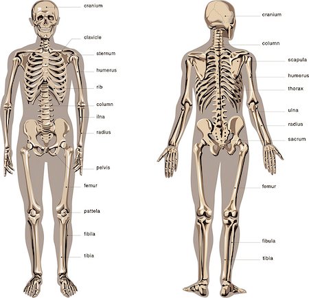 simsearch:400-05311566,k - human anatomy Stockbilder - Microstock & Abonnement, Bildnummer: 400-08495088