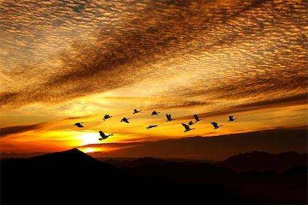 Birds at sunrise or sunset autumn concept Stock Photo - Budget Royalty-Free & Subscription, Code: 400-08496072