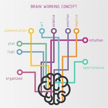 Vector flat brain working concept with contour brain and lines connected to its functions Photographie de stock - Aubaine LD & Abonnement, Code: 400-08496259