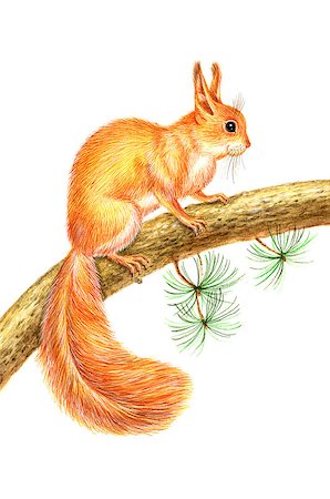 paintings on forest animals - Beautiful watercolor drawing squirrel on white background Stock Photo - Budget Royalty-Free & Subscription, Code: 400-08496600