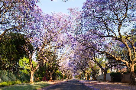 Early morning street scene in Pretoria, South Africa's capital, of jacaranda trees in bloom Stock Photo - Budget Royalty-Free & Subscription, Code: 400-08496649