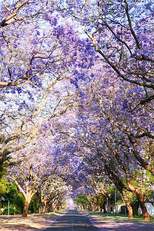 prétoria - Road lined with beautiful purple jacaranda trees in bloom, South Africa's capital Pretoria Photographie de stock - Aubaine LD & Abonnement, Code: 400-08496650