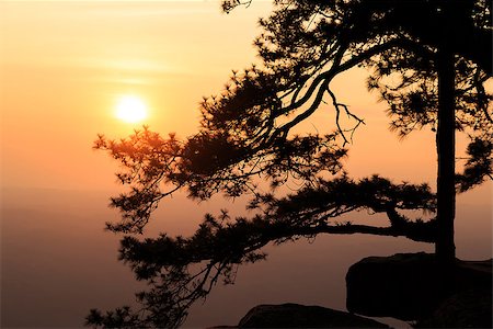 Silhouetted branch of pine tree near the rock cliff during the sunset time at Lomsak cliff at Phukradueng national park in Loei province of Thailand. Stock Photo - Budget Royalty-Free & Subscription, Code: 400-08496748