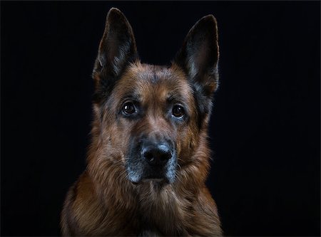 Shepherd dog on a black background Stock Photo - Budget Royalty-Free & Subscription, Code: 400-08497302