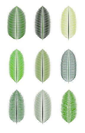 Palm Leaf Isolated Isolated Vector Illustration EPS10 Photographie de stock - Aubaine LD & Abonnement, Code: 400-08497414