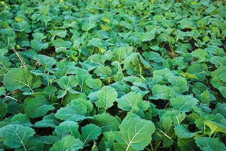 Close up of a field of rape seed leaves at fall Foto de stock - Super Valor sin royalties y Suscripción, Código: 400-08497941
