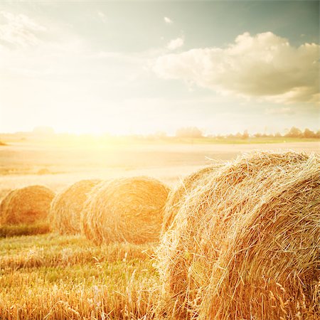 Summer Field with Hay Bales on the Background of Beautiful Sunset. Agriculture Concept. Toned Photo. Stock Photo - Budget Royalty-Free & Subscription, Code: 400-08498484