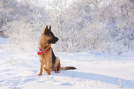 simsearch:400-07088628,k - Thoroughbred German Shepherd sitting in the snow out of the mouth goes steam. Dog illuminated by the sun in the winter cold day on the background of a winter snow-covered forests or bushes with hoarfrost and hoarfrost. Stock Photo - Budget Royalty-Free & Subscription, Code: 400-08498559